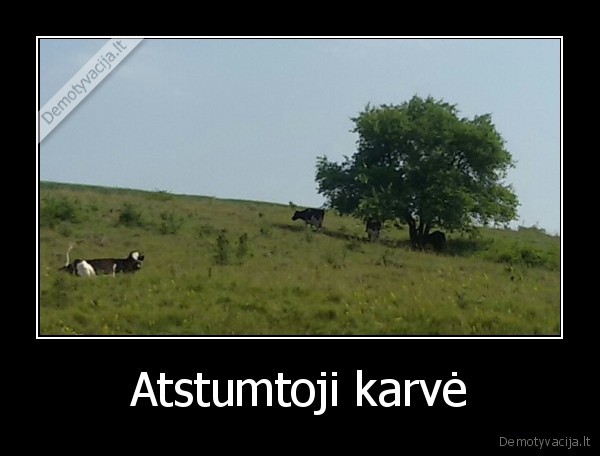 Atstumtoji karvė