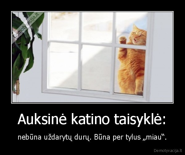 katinas, prie, duru,katinas, miauka