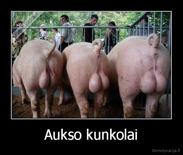 Aukso kunkolai