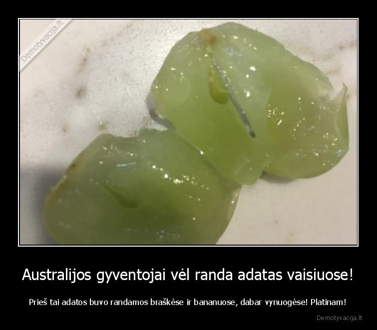 australija,vynuoges,adatos,vaisiai