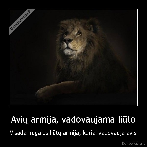 liutai, ir, avys,kova,nugaletojas,motyvacija