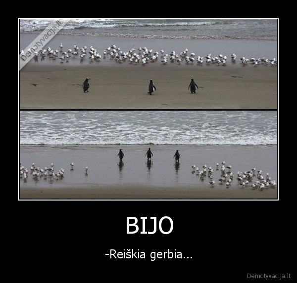 gerbia, paukstis, pingvinas