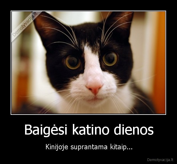 kinija, kates, poziuris