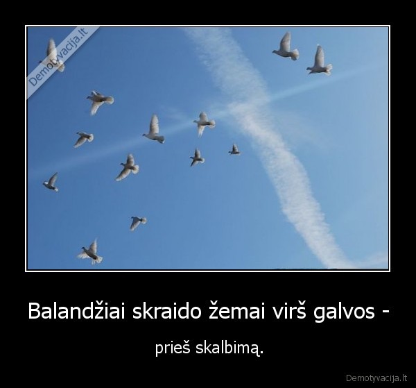 Balandžiai skraido žemai virš galvos -
