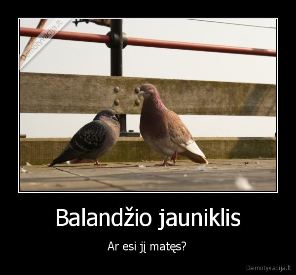 Balandžio jauniklis