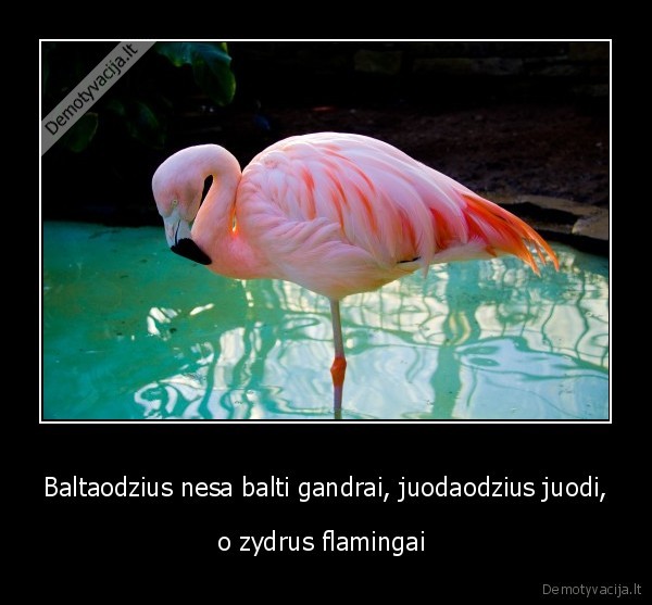 paukstis
