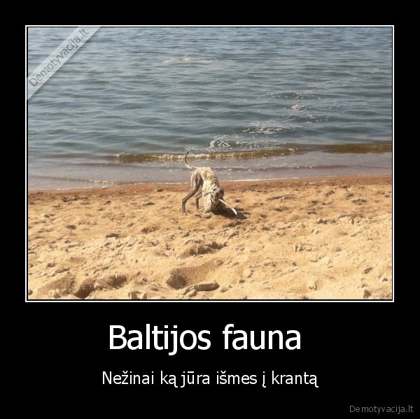 Baltijos fauna 
