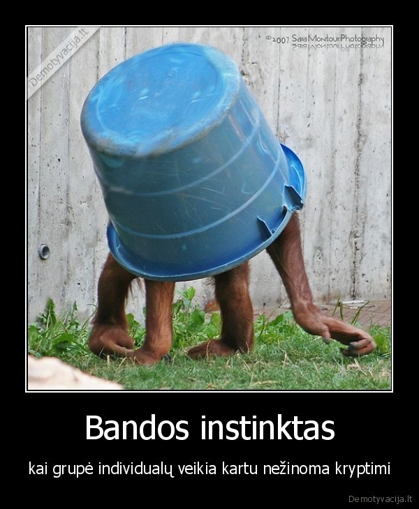ice, bucket,bandos, instinktas,ledas,kibiras,herd, behavior