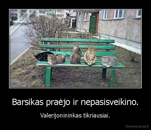 bobutes,katinai