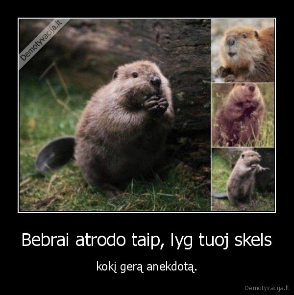 bebrai,anekdotas