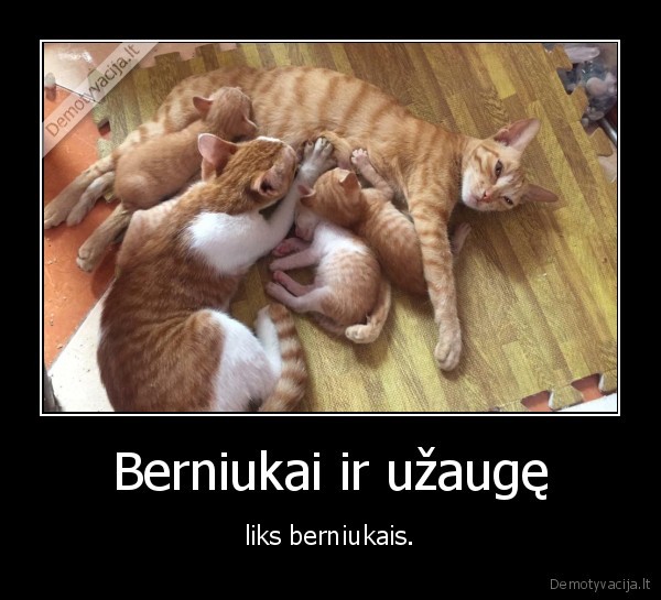 kate,katinas,akciukas,pienas,berniukas