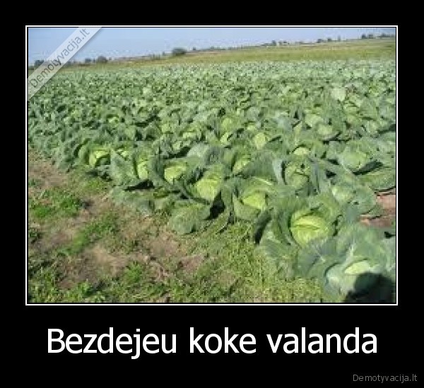 kopustai