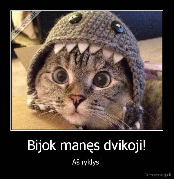 katinas,ryklys
