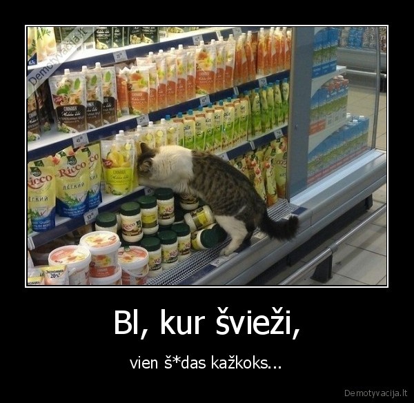 katinas,parduotuve