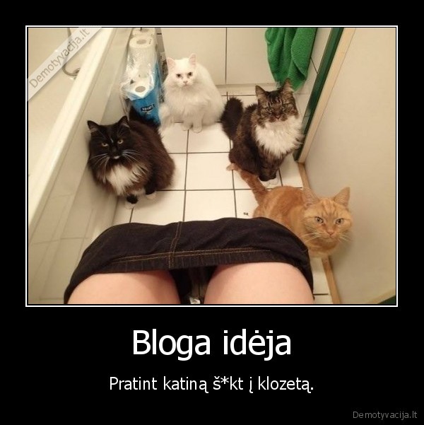 katinas,klozetas,ziuri