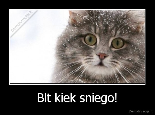 sniegas,katinas