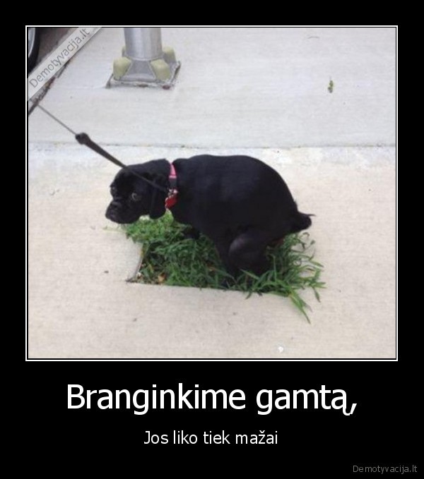 gamtos, branginimas,suniukas, vos, telpa,cemento, juros