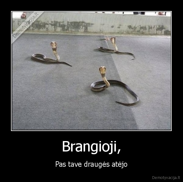 merginos, drauges,kobros,draugiskos, merginos