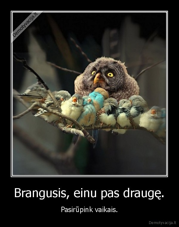 Brangusis, einu pas draugę.