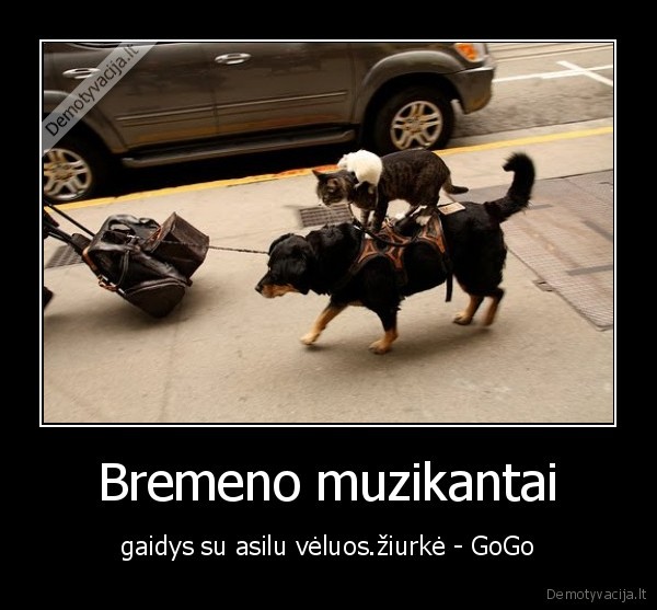 suo,katinas,ziurke
