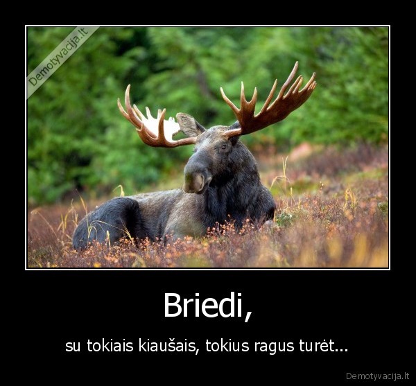 briedis,ragai