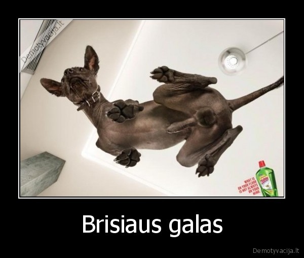 brisius