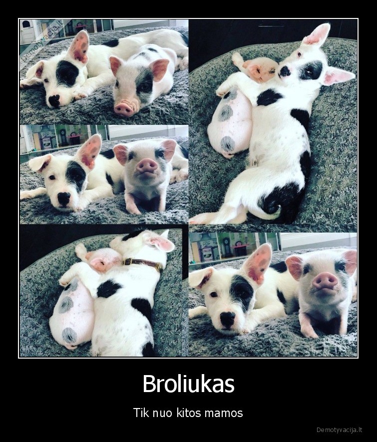 brolis,mama,suo,kiaule