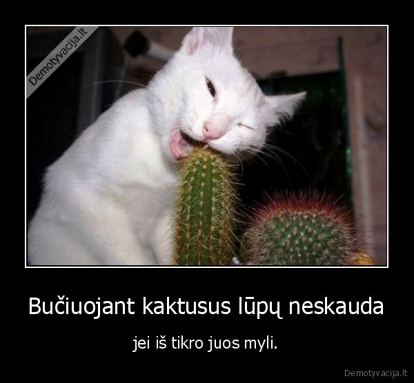 Bučiuojant kaktusus lūpų neskauda