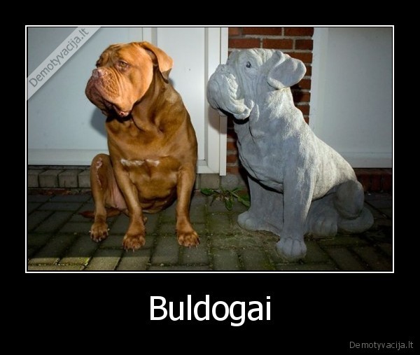Buldogai
