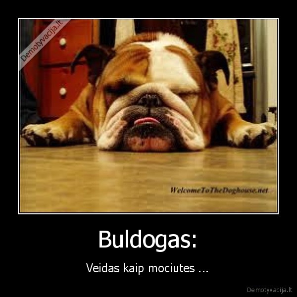 buldogas,gyvunai,suo