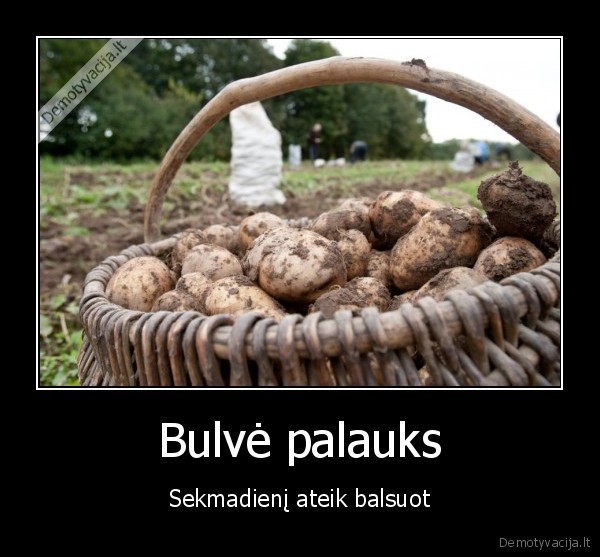 bulviu, sodinimas,balsavimas,prezidento, rinkimai