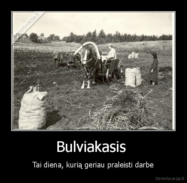 Bulviakasis 