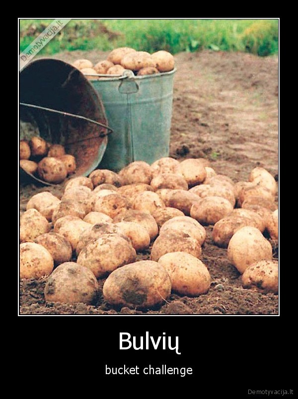 bulves,challenge