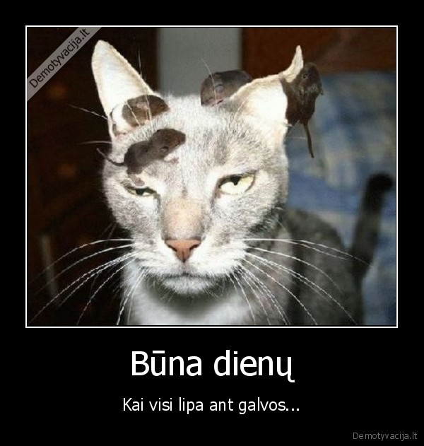 galva,diena,lipti