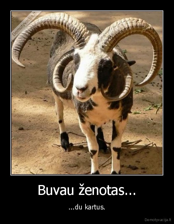 ozys,gyvunai,zenotas,ragai,du, kartus