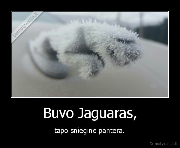 jagauras,pantera,sniegas
