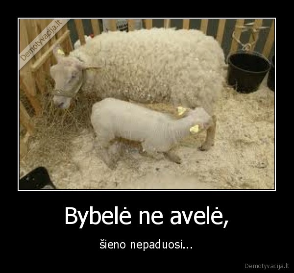 avis,sienas
