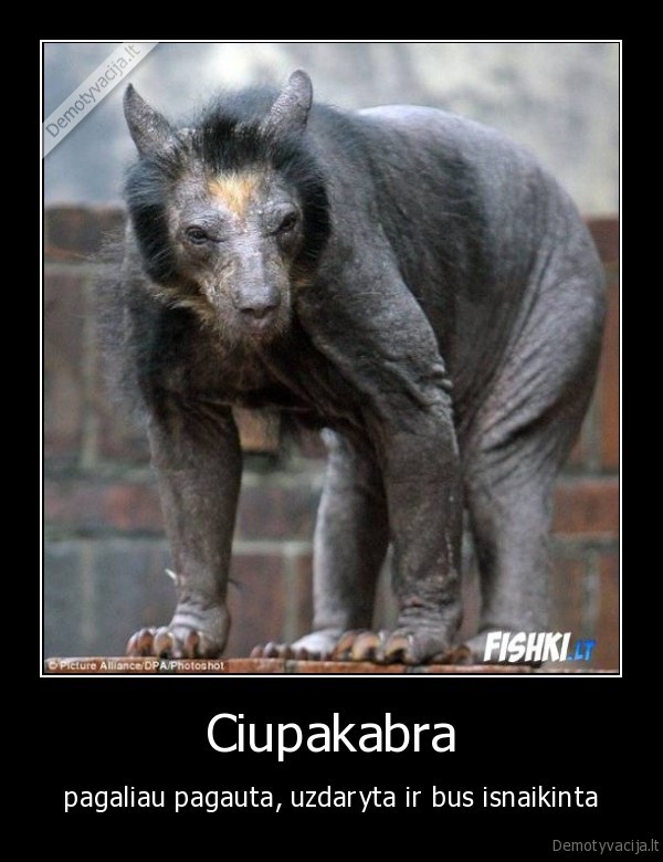 Ciupakabra