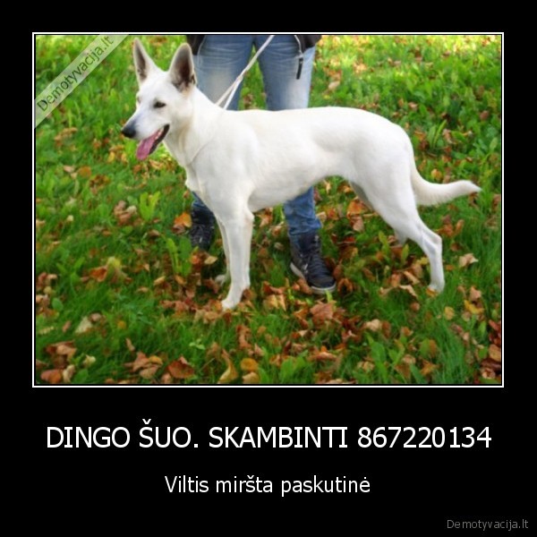 gyvunai,viltis