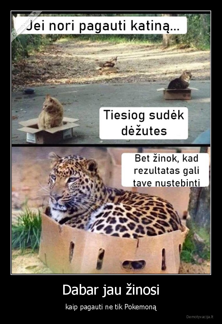 katinas,dezute,deze,leopardas