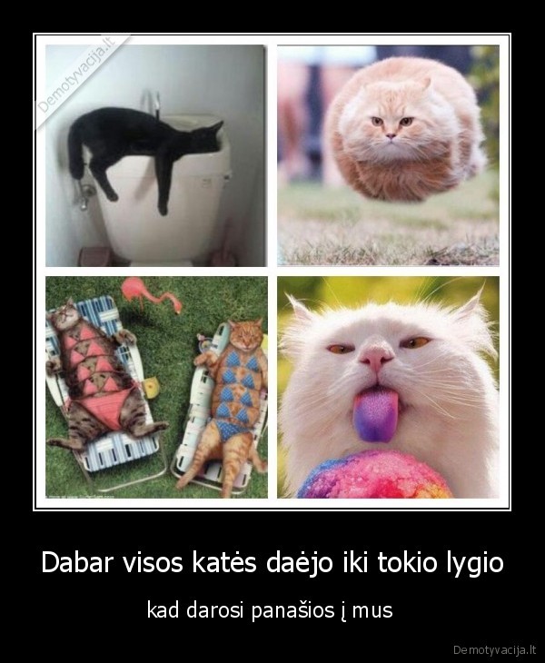 kates