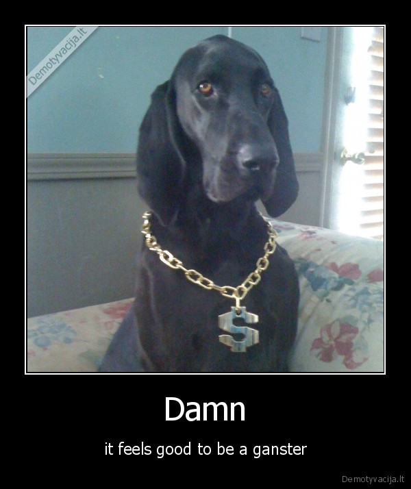 ganster, dog