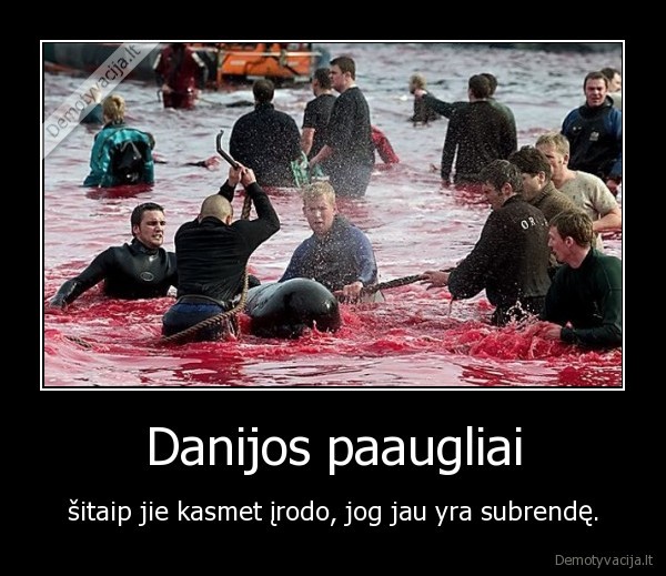 danija,delfinai,kraujas