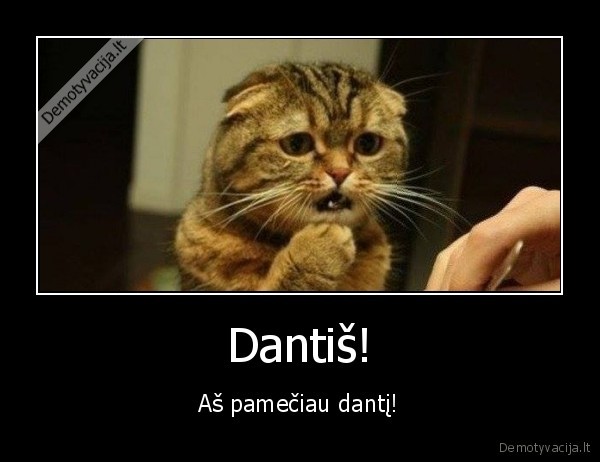 katinas,dantis