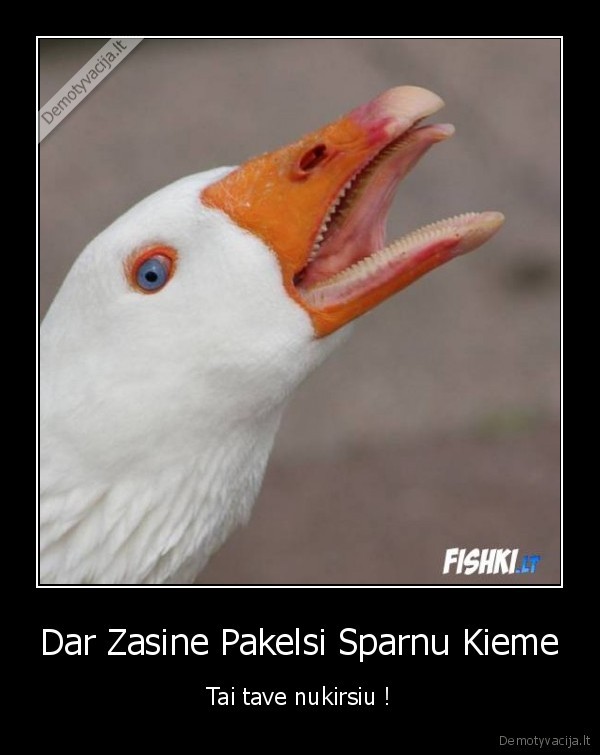 zasinas, kieme, nukirs