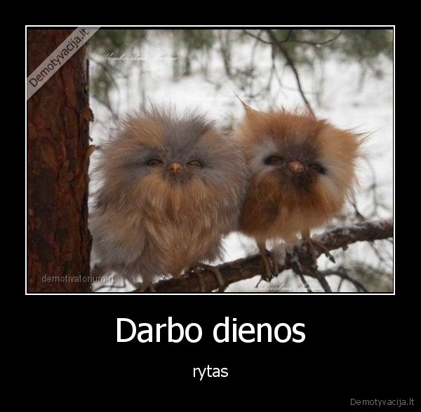 rytas,darbas