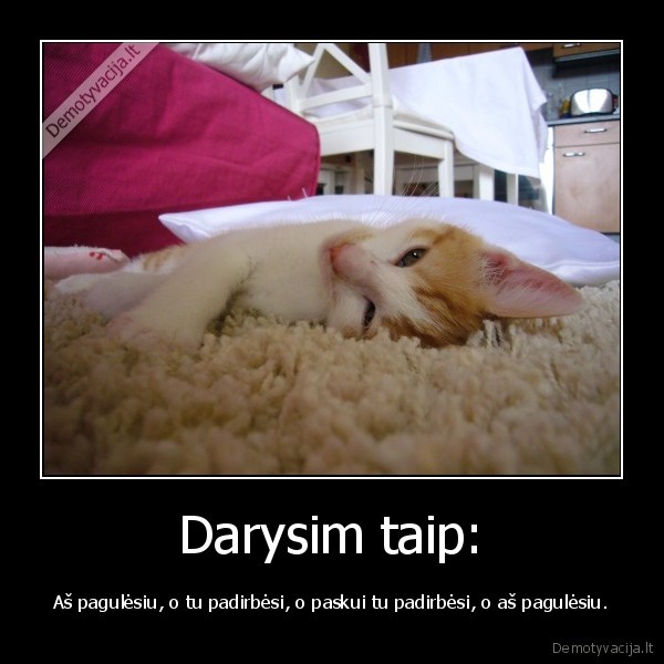 tinginio, taisykles,tingus, katinas