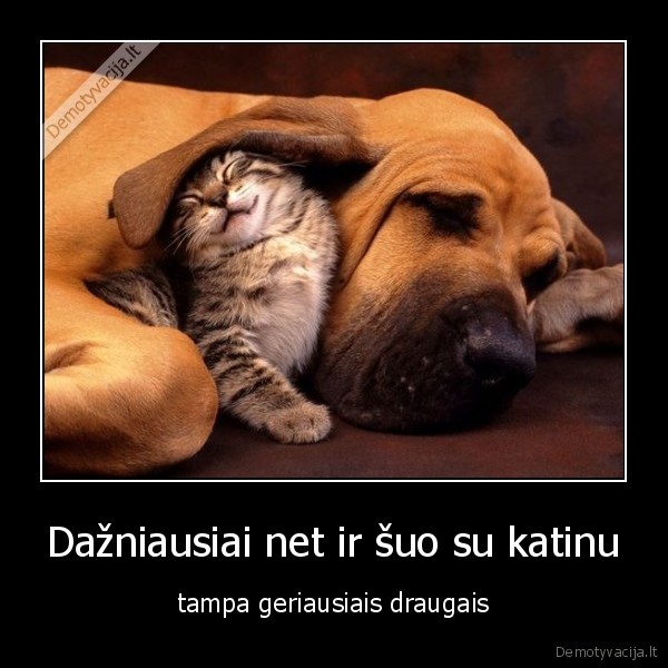 Dažniausiai net ir šuo su katinu
