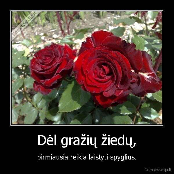 rozes,spygliai