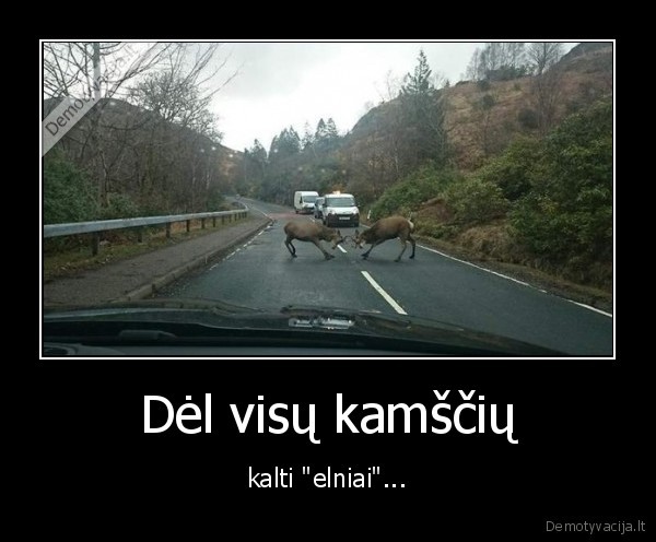 elniai,kamsciai